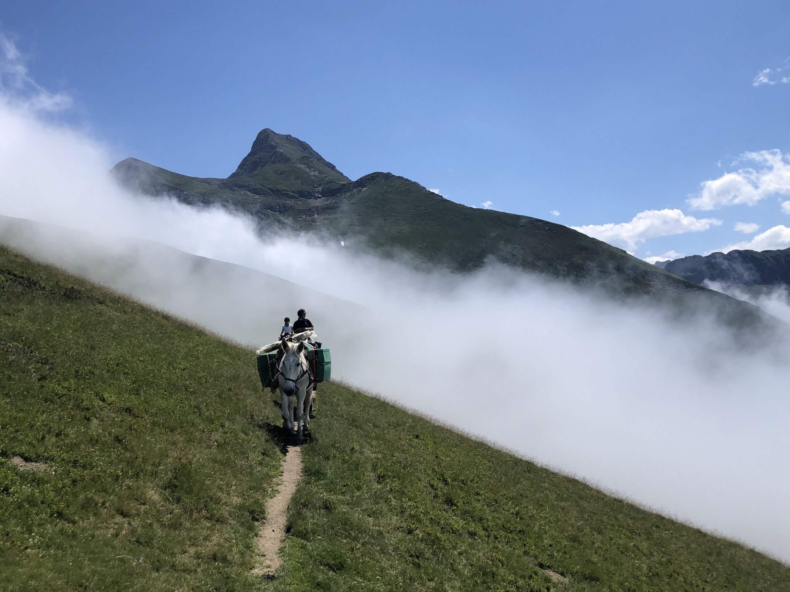 Mulet baté, en randonnée à cheval près d'une crête, Pyrénées