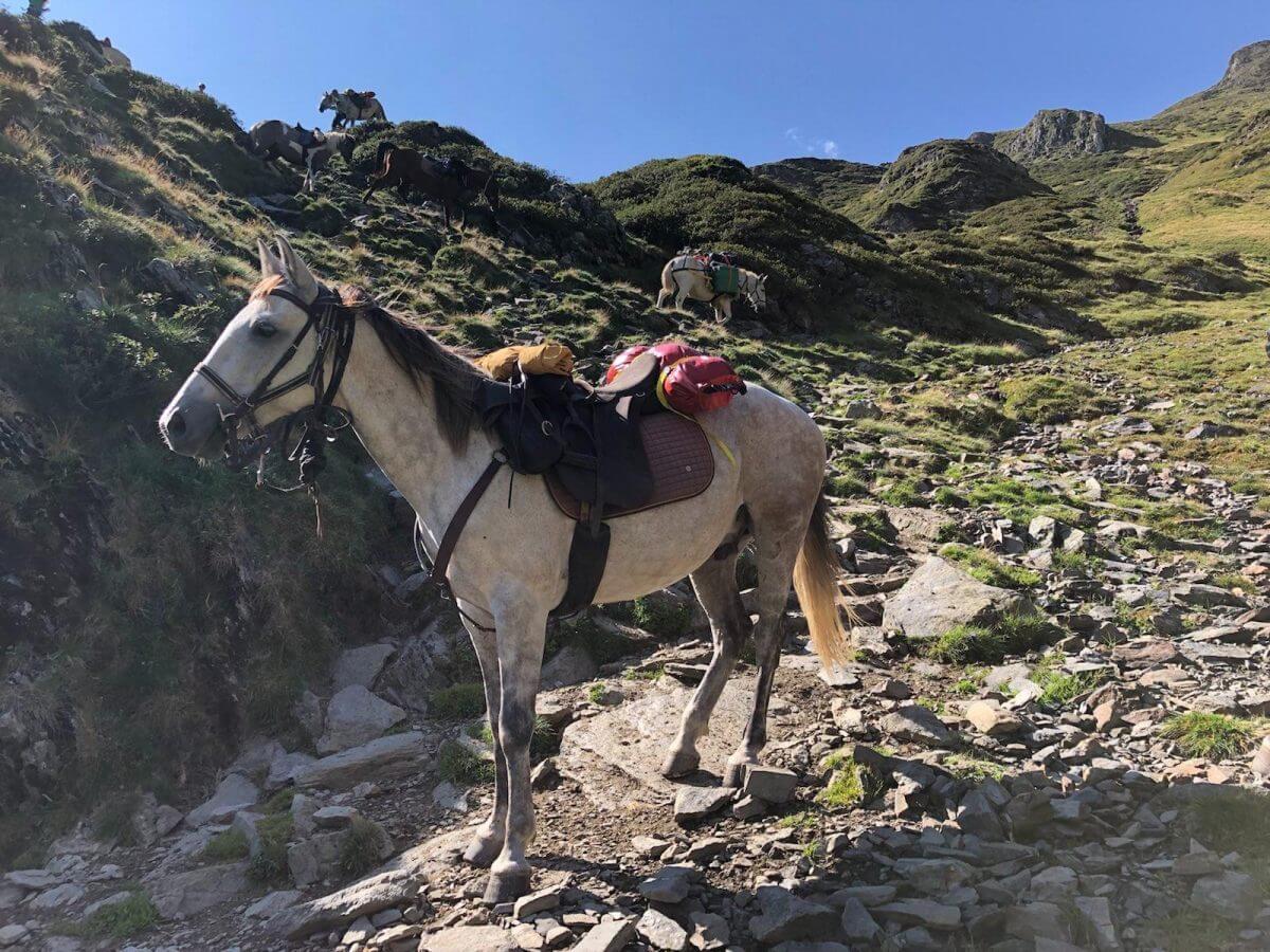Randonnée à cheval dans les Pyrénées, cheval harnaché