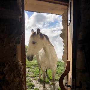 Agenda balade à cheval pyrénées