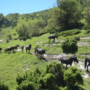 Transhumance des Chevaux de Merens